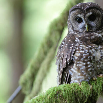 Removal of Barred Owls Slows Decline of Iconic Spotted Owls in Pacific Northwest