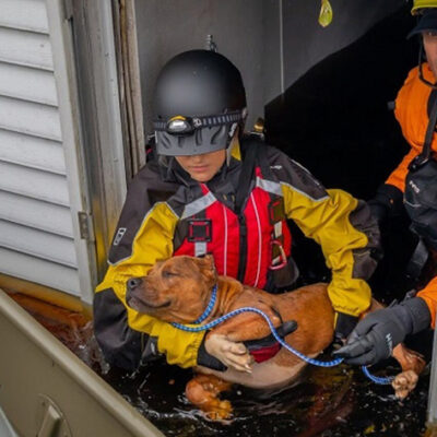 American Humane Rescue Team Rushing to Evacuate Animals Caught in Path of Hurricane Ida