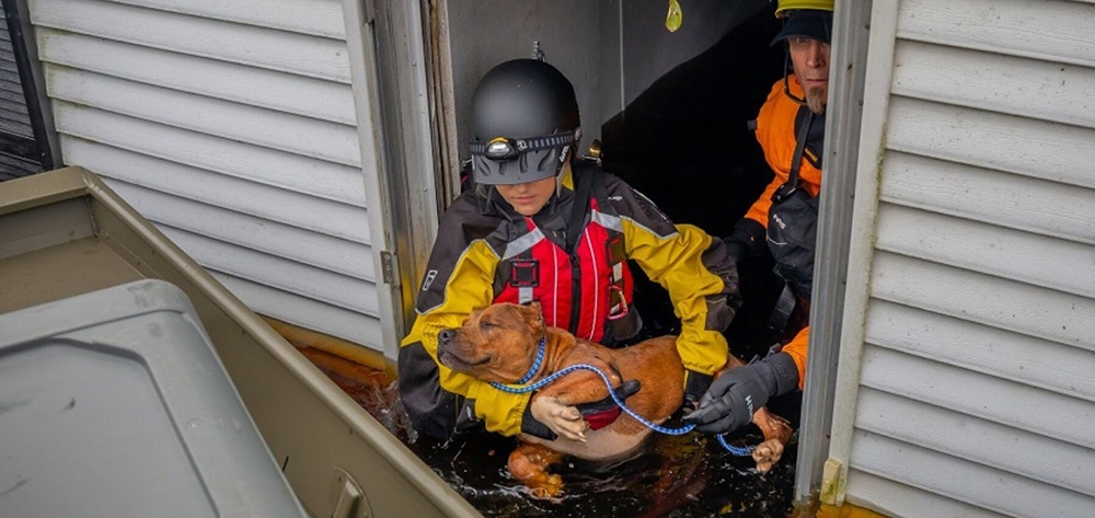 American Humane Rescue Team Rushing to Evacuate Animals Caught in Path ...