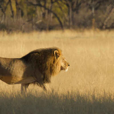 Another Majestic Lion Was Killed in Zimbabwe, Allegedly by an American Hunter