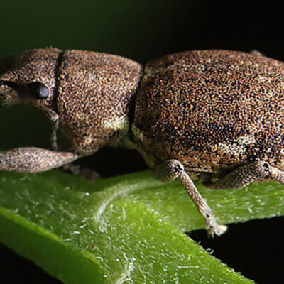 In the Absence of Genetic Variation, Asexual Invasive Species Find New Methods of Adapting to Their Environment