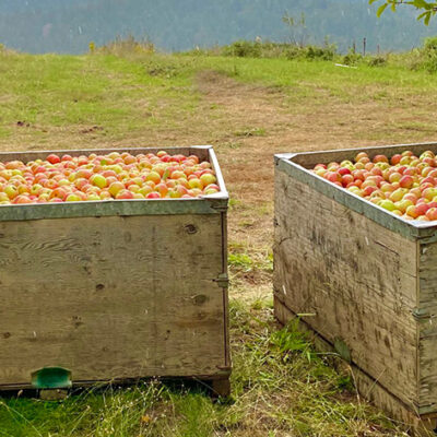 The Endangered California Gravenstein Apple Goes National for a Limited Time