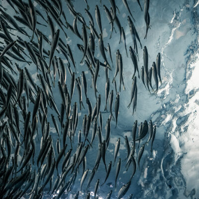 Warming Oceans Rob Fish of Ability to Both Move and Adapt to Cope