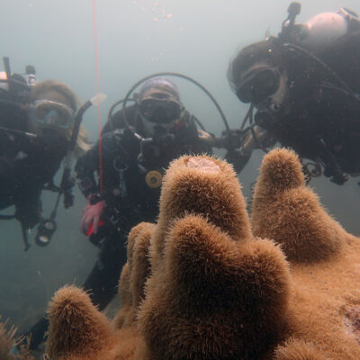 Emergency Expedition Saves Thousands of Diseased Corals in Florida’s Dry Tortugas National Park