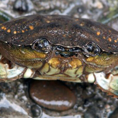 Green Crab Spreading Rapidly on West Coast Despite Lack of Genetic Diversity