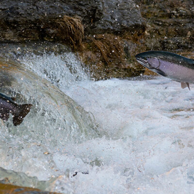 Mountaintop Mining Causes 40% Loss of Aquatic Biodiversity