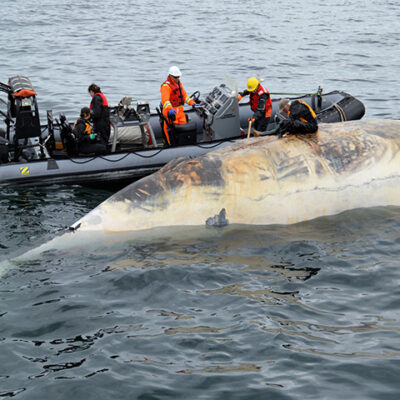 Warming Atlantic Drives Right Whales Towards Extinction