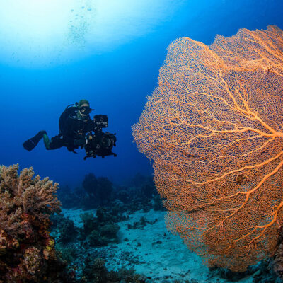 Red Sea Expedition Reveals Deep Sea Mysteries and an Ecological Treasure Trove