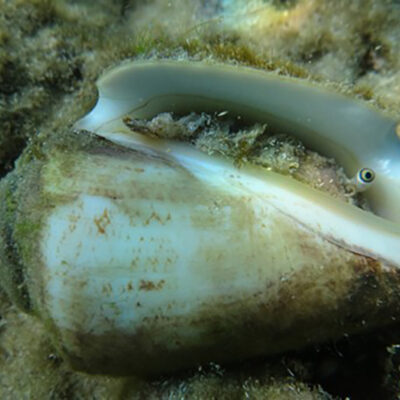 Profound Ecological Change in the Eastern Mediterranean Sea