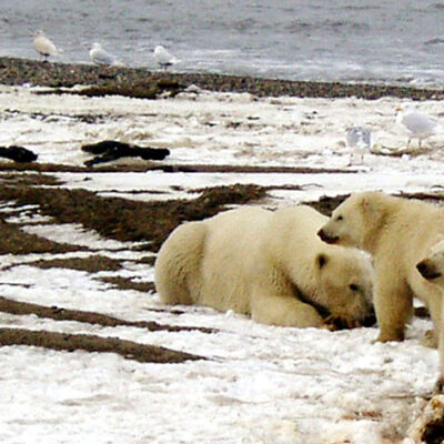 Melting Sea Ice Forces Polar Bears to Travel Farther for Food