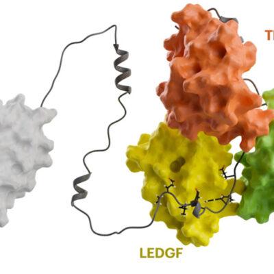 Study Highlights Role of Disordered Protein Interactions in Gene Expression