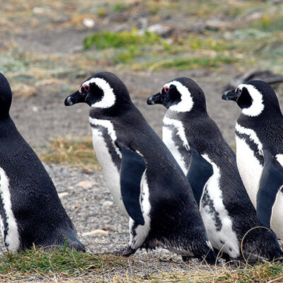 Mass Die-Off of Magellanic Penguins Seen During 2019 Heatwave