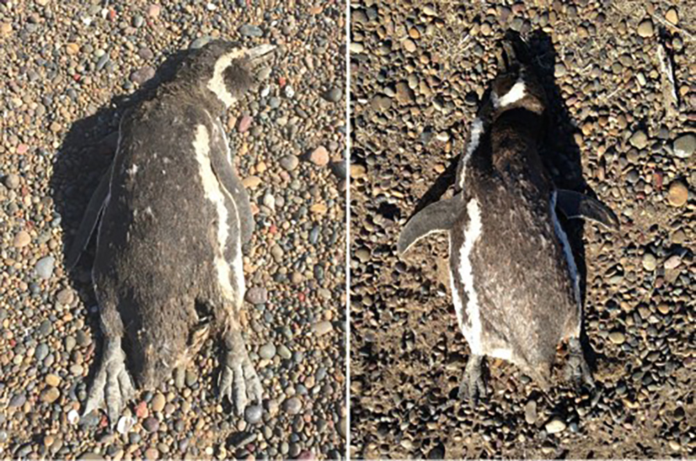 Mass Die-Off of Magellanic Penguins Seen During 2019 Heatwave