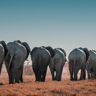 Understanding Human-Elephant Conflict and Vulnerability in the Face of Climate Change