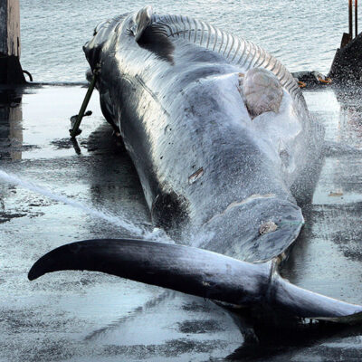 Iceland Fisheries Minister Svandis Svavarsdottir Signals End of Whaling