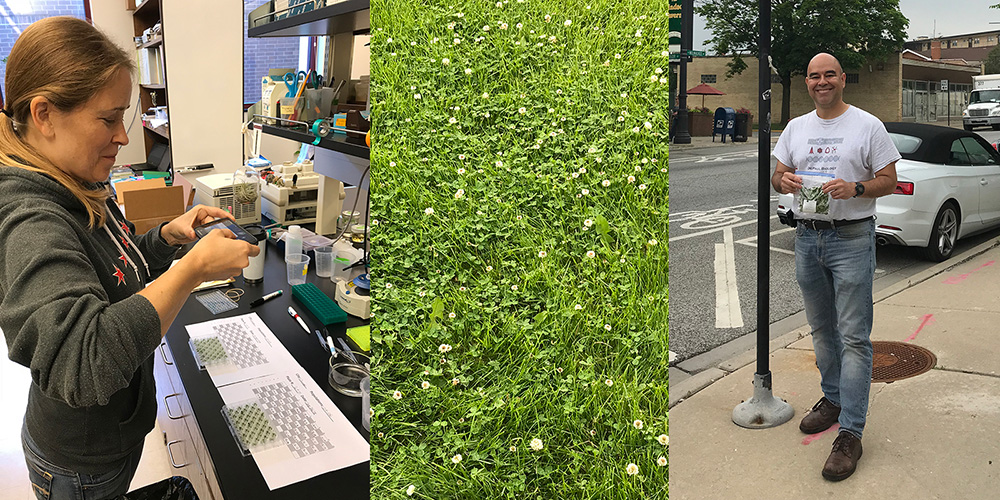 Biological sciences faculty Jalene LaMontagne and Windsor Aguirre are among researchers who collected white clover in 160 cities throughout the world. The resulting study examines how urbanization is transforming the genetic properties of plants. © Windsor Aguirre