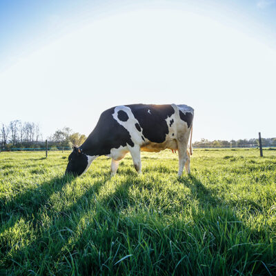 Heat Stress for Cattle May Cost Billions by Century’s End