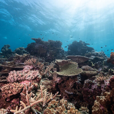 Experts Warn Urgent Action Required to Protect World’s Coral Reefs From Disappearing Within Three Decades