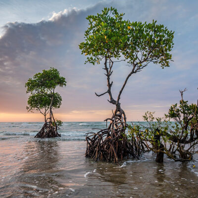 Climate Change in Oceanwater May Impact Mangrove Dispersal