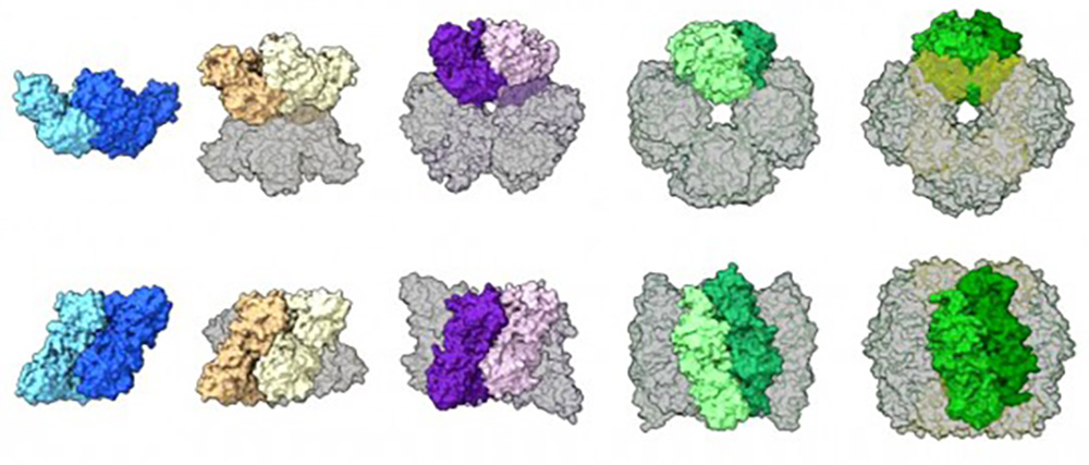 A comparison of rubisco assemblies from different species, illustrating a wide range of structures including a dimer, tetramer, hexamer, octamer, and hexadecamer (16 unit protein). © Shih Lab