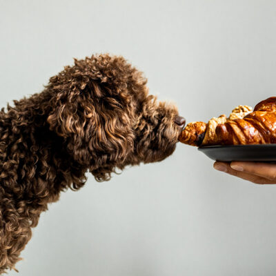 6 Homemade Recipes for Your Labradoodles by Cucciolini