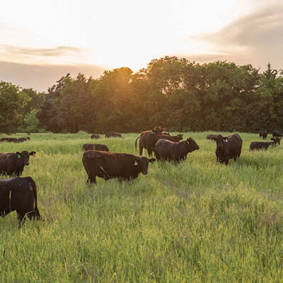 Cattle Grazing With Virtual Fencing Shows Potential to Create Wildfire Fuel Breaks, Study Finds