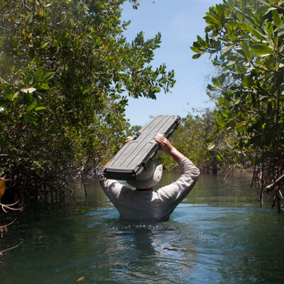 Mexican Mangroves Have Been Capturing Carbon for 5,000 Years