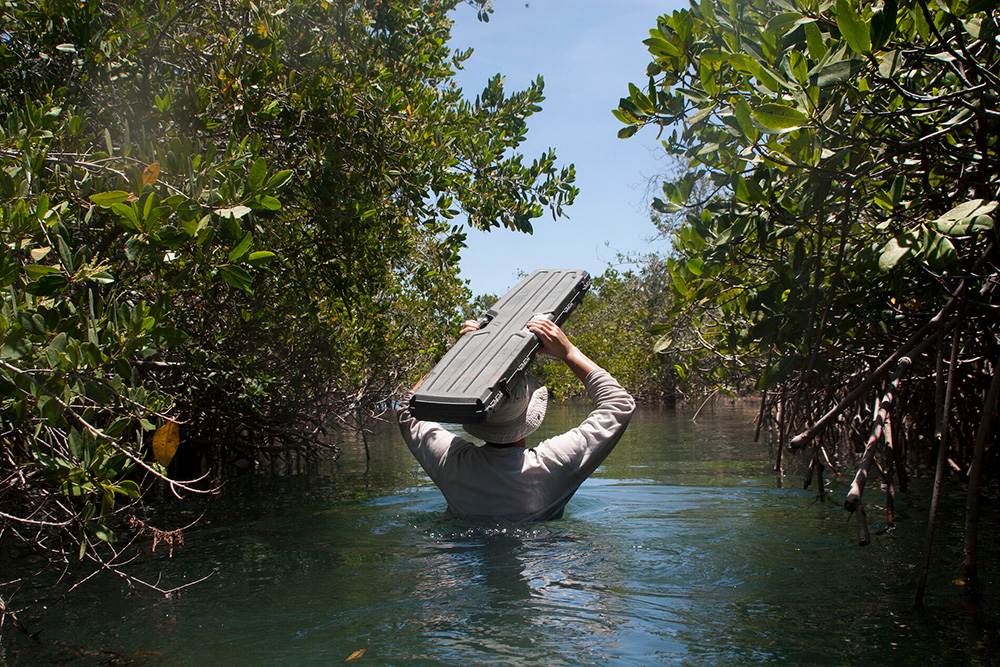 mexican-mangroves-have-been-capturing-carbon-for-5-000-years-the-ritz