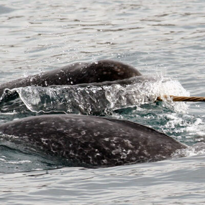 As Sea Ice Retreats, Narwhals Are Changing Their Migration Patterns