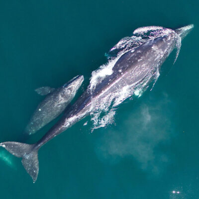 Gray Whale Numbers Continue Decline; NOAA Fisheries Will Continue Monitoring