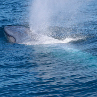 Blue Whale Foraging and Reproduction Are Related to Environmental Conditions, Study Shows