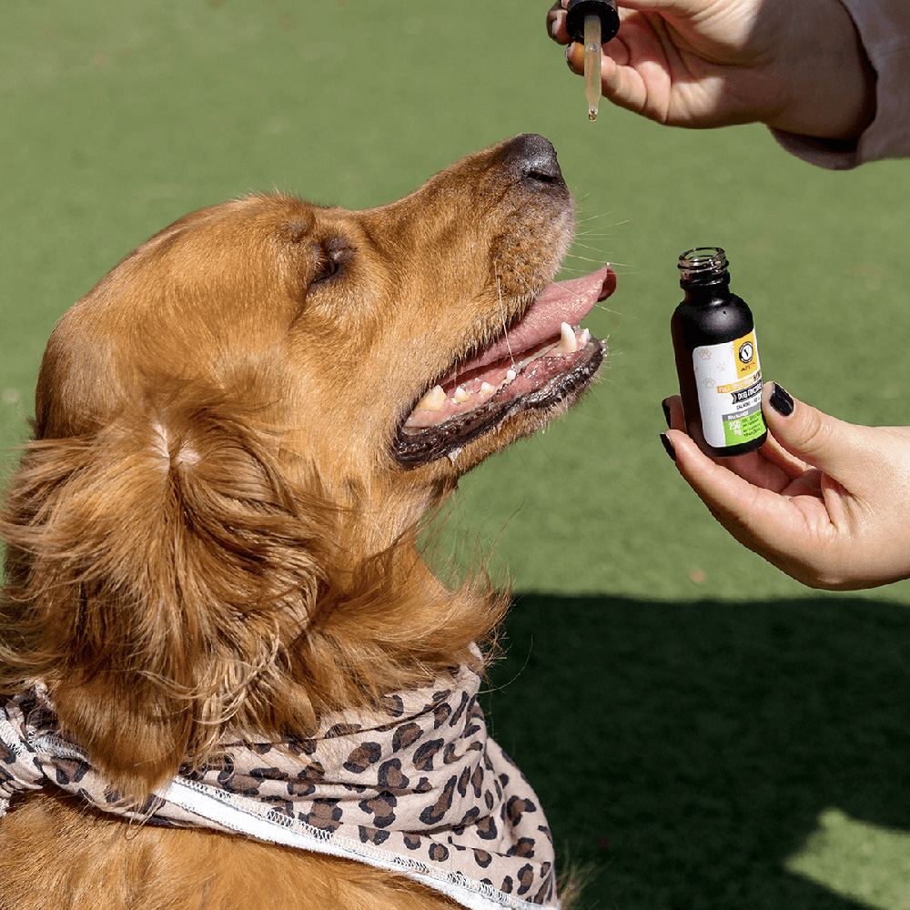 Get Relief and Relaxation for Your Dogs From Veritas Farms