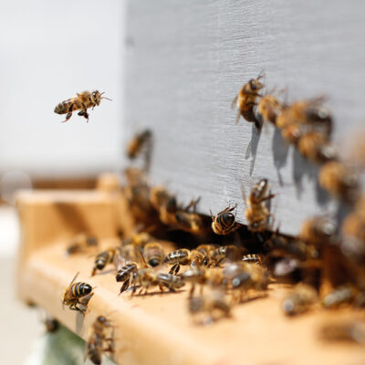 Human Activities May Be Harming Bee Communication, Putting Struggling Colonies at Risk