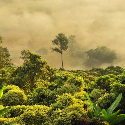 New Study Shows Elevated Mercury Levels in Neotropical Birds, Poses Risks to Biodiversity and Human Health