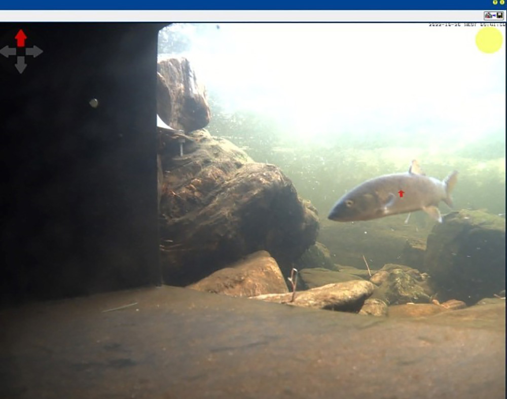 Fig 1 – Fish inside the flow refuge during a peaking event.