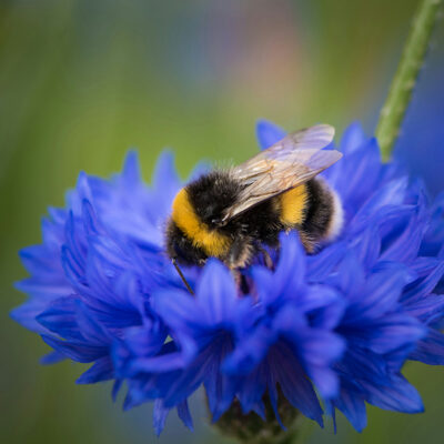 Spatial Model Predicts Bumblebee Exposure to Pesticide Use