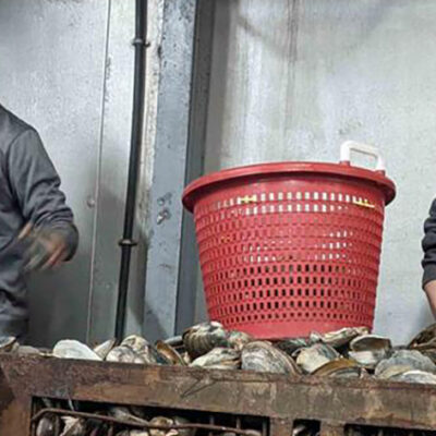 Surf Clams Off the Coast of Virginia Reappear – and Rebound