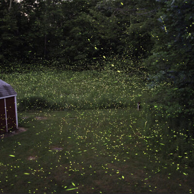 Expert Says Fireflies Aren’t Going Extinct, but Their Numbers Are Dwindling