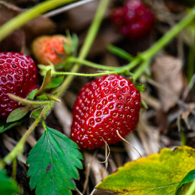 Genomic Study Reveals Breakthrough in Enhancing Disease Resistance in Strawberries