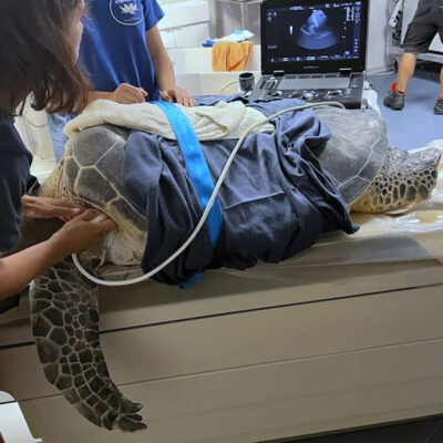 Veterinarians Team Up With Fishers to Evaluate the Health of Accidentally Caught Sea Turtles