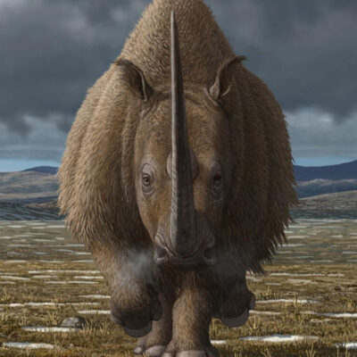 Human Hunting Linked to Woolly Rhinoceros Extinction, New Research Reveals