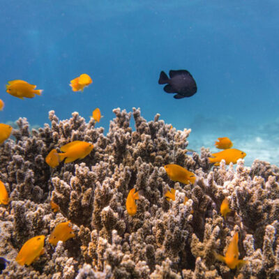 Ocean Acidification Turns Fish Off Coral Reefs