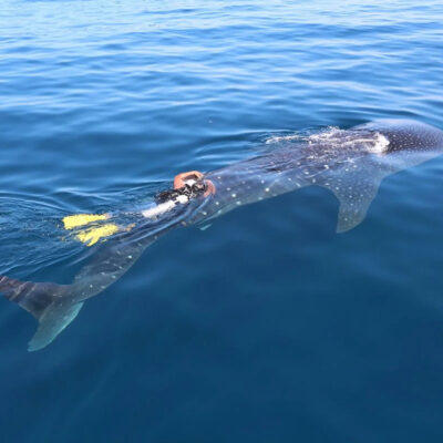 Researchers Track Endangered 26-Foot Whale Shark ‘Rio Lady’ for Record-Breaking 27,000 Miles Over Four Years