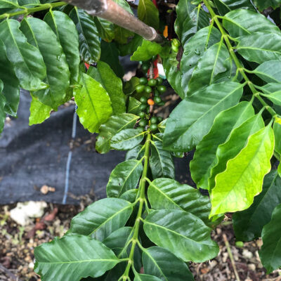 Scientists Investigate Robusta Coffee as a Climate-Smart Alternative to Arabica