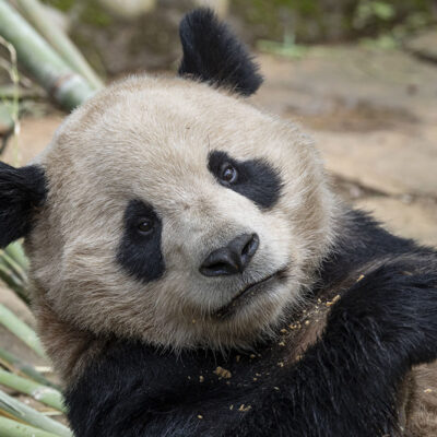 Journey Into Panda Ridge: Panda Camera Launches at the San Diego Zoo