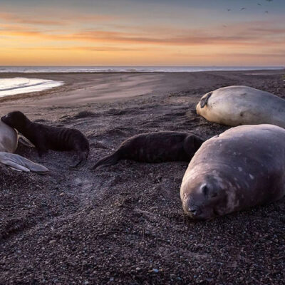 Elephant Seal Population Struggles After Devastating H5N1 Outbreak in Argentina: Only a Third of Expected Returns