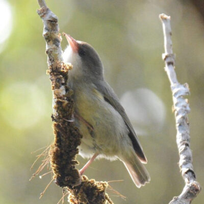 New Study Identifies Key Traits Linked to Bird Extinctions, Highlighting Urgent Need for Conservation Efforts