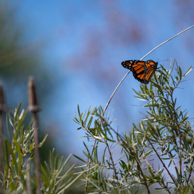 New Conservation Strategy Launched to Protect Monarch Butterflies as Federal Listing Looms