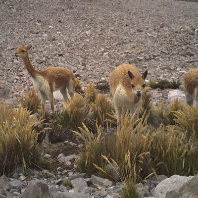 Animal Dung Accelerates Ecosystem Development in Melting Andes