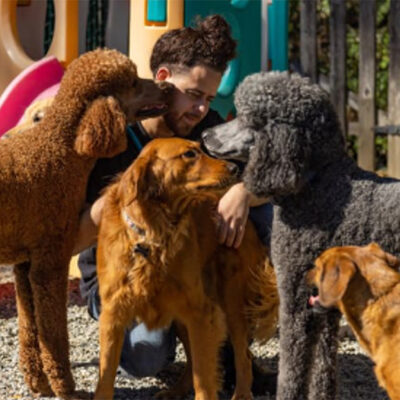 How Do I Prepare My Dog for Overnight Boarding: Ray Joseph of In My Paws Shares Insights on What to Bring When Boarding Your Dog for the First Time